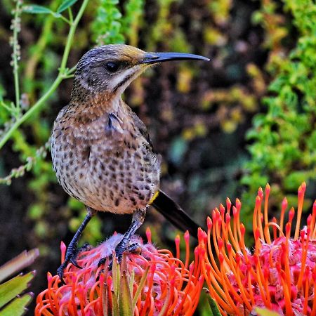 Beachcomber Overnight Stay Pringle Bay - Not Self-Catering Buitenkant foto